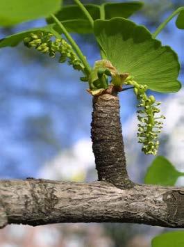 Red Ginkoales danas obuhvata samo jednu familiju Ginkgoaceae, ona samo jedan rod Ginkgo, a ovaj samo jednu reliktnu vrstu Ginkgo biloba [Farmakognozija Gorunović]. Opis biljke: Ginkgo biloba L.