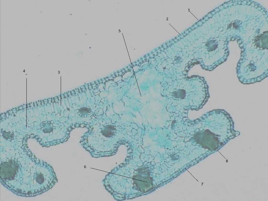 Slika 5. Poprečni presek lista Crocus adamii (lokalitet Kunovica) x10 1. kutikula naličja lista 5. središnji sloj izgraďen od parenhimskih ćelija 2.