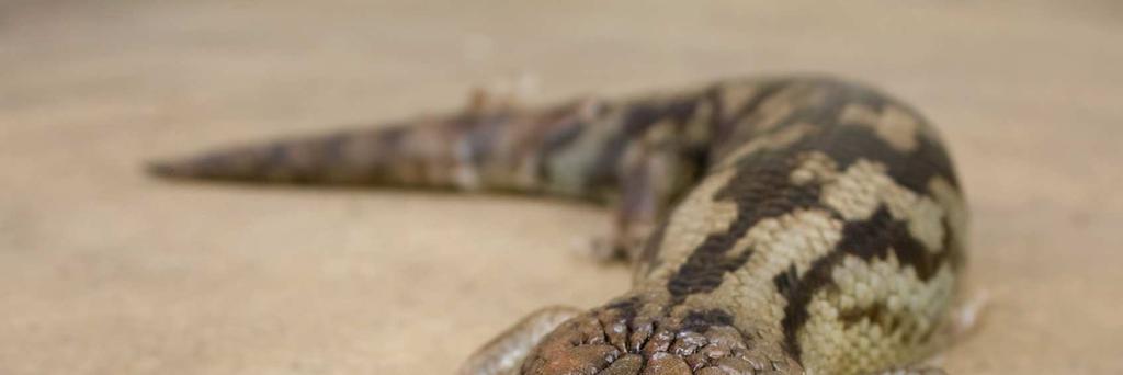 Australijski istočni plavojezični skink (Tiliqua scincoides scincoides) Australijski (istočni) plavojezični skink je jedan od najvećih predstavnika familije Scincidae, naseljava najčešće pašnjake i