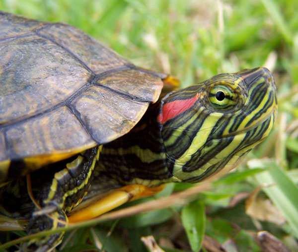 Crvenouha kornjača (Trachemys scripta elegans) Crvenouha kornjača je semiakvatična vrsta poreklom iz južnih delova današnjih Sjedinjenih Američkih Država.