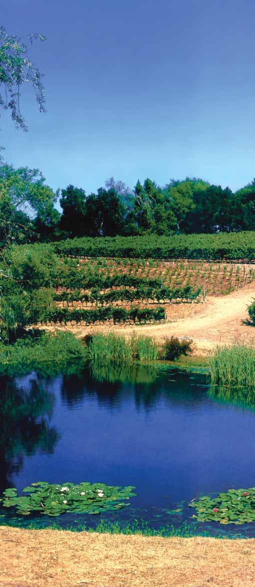 Vinar Michael Etzel, iz vinarije "Beaux Freres#, ka`e da je to najboqa berba do sada. Lo{a vijest je da bi se, usqed male zasijanosti poqa, vina iz berbe 1998. mogla te- {ko na}i.