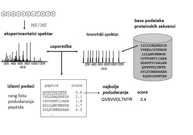 Teorijski dio Jedna od metoda za pretragu baze podataka jest metoda otiska prsta mase peptida (engl. Peptide Mass Fingerprinting, PMF) (Pappin i sur., 1993).