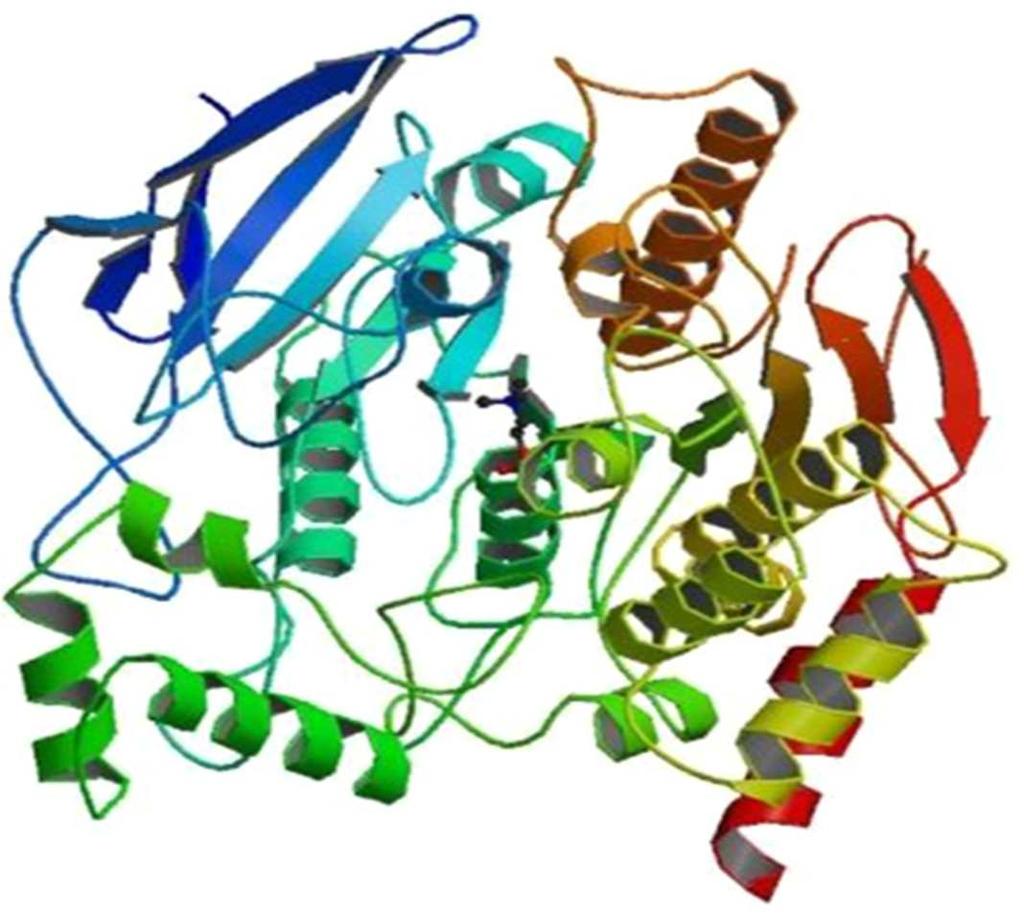 2.5. Acetilkolinesteraza Acetilkolinesteraza (engl. acetylcholinesterase, AChE) je enzim koji pripada skupini serinskih esteraza.