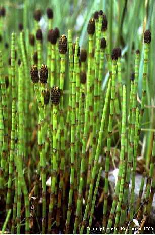 3.2. Equisetum fluviatile L. E. fluviatile ili riječnu preslicu ( Sl. 6.