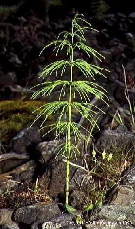 3.7. Equisetum sylvaticum L. E. sylvaticum ili šumska preslica ( Sl. 11.