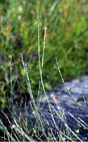 3.9. Equisetum variegatum Schleich. Šarenu preslicu ili E. variegatum ( Sl. 13.) naći ćemo i u nizinama i u visinama na vlažnom tlu.