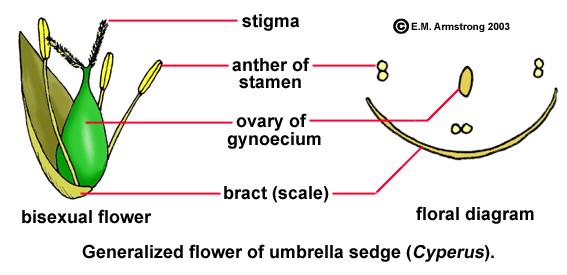 b) Cyperus Rod Cyperus je u hrvatskoj flori predstavljen s oko deset vrsta i gotovo sve imaju neki status ugroženosti (Nikolić i sur., 2008).