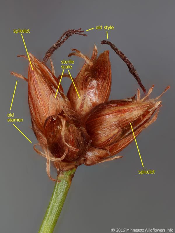 f) Cladium Rod Cladium broji oko pedeset vrsta (Encyclopaedia Britannica, 2013). Karakterizira ih smanjeni broj cvjetova u klasiću (Encyclopaedia Britannica, 2013).