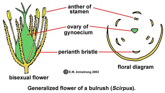 h) Scirpus Iz ovog roda u Hrvatskoj je zakonom zaštićeno deset vrsta od čega šest strogo (Nikolić i sur., 2008). Cvijet je trimerni i tetraciklički, a klasići su mnogocvjetni (Holttum, 1948).