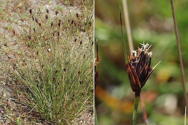 i) Schoenus Rod Schoenus ima tek nekoliko vrsta, a vrsta Schoenus nigricans L. (sl. 8) jedina je vrsta toga roda u hrvatskoj flori (Nikolić i sur., 2008).