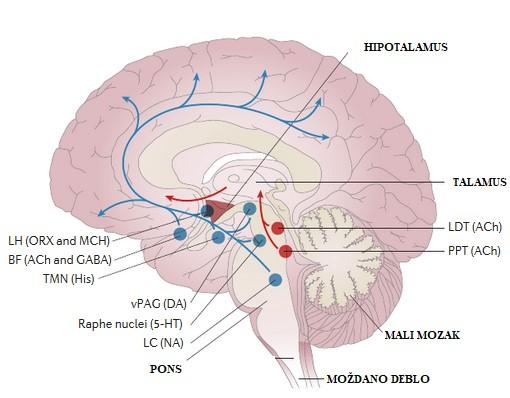 Slika 13. Glavni neurotransmiteri uključeni u uzlazni retikularni aktivirajući sustav.