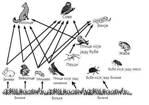 12. На слици су приказане животиње које су део могуће трофичке мреже травне заједнице. Слика је некомплетна јер у десном делу недостају стрелице које животиње повезују у трофички низ.
