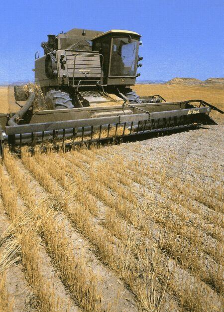 L Pšenica Najvažnija krušna žitarica 70% čovječanstva