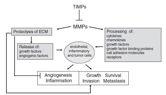 Uvod tkivni inhibitori matriksnih metaloproteinaza (TIMP) proteoliza vanćelijskog matriksa oslobađanje: - faktora rasta - faktora angiogeneze MMP2 MMP9 endotelne ćelija imunološke ćelije ćelije