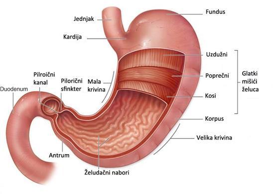 4.5. Anatomija i fiziologija Dimenzije želuca su nestalne, a ovise o stanju probave, te o mišićnom tonusu. Tijekom probave prosječna duljina želuca je oko 25 do 30 cm, širina 12 do 16 cm.