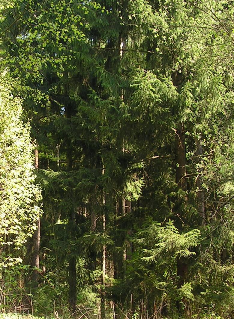 Grejanje na drvo ekološka alternativa Biomasa je obnovljivi izvor koji je konstanto dostupan u sistemima održivog upravljanja.