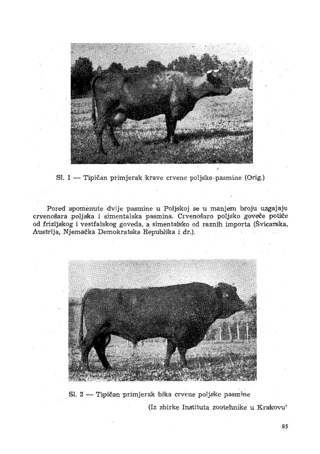 91. 1 Tipičan primjerak krave crvene poljske-pasmine (Orig.
