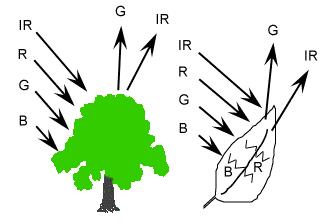 Слика 1-19 Интеракција са вегетацијом Интерна структура здравог лишћа понаша се као изврстан дифузни рефлектор за блиско инфрацрвене таласне дужине.
