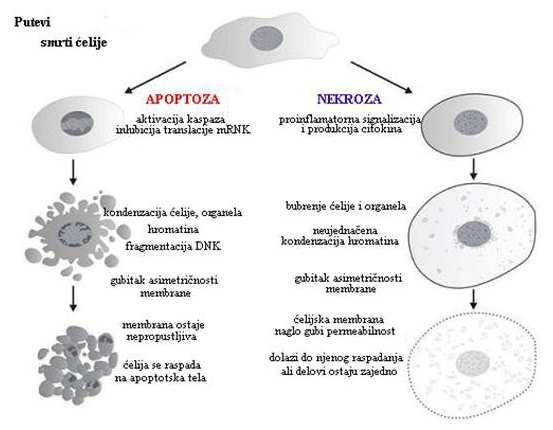 Shema 4. Razlike u morfološkim karakteristikama izmeñu apoptoze i nekroze I.3.7.2.