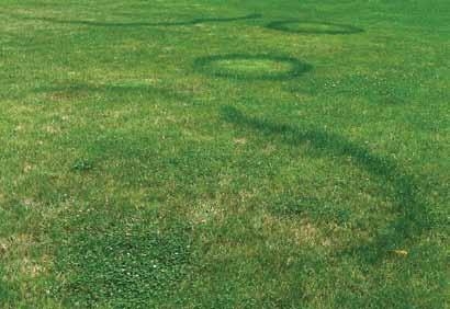 Često se razvijaju na kultiviranim travnjacima poput golf terena i čine krugove velikih dimenzija.