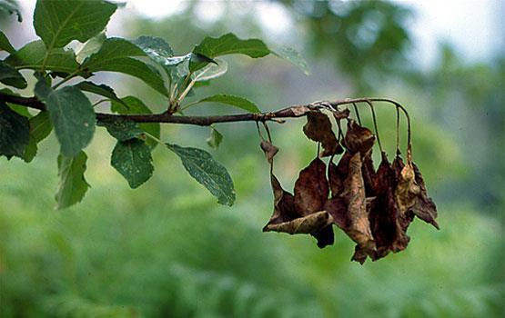 Zaštita voćaka na kraju vegetacije Završetak berbe i kraj vegetacije ne znači i to da smo završili sa zaštitom voćaka u našim zasadima.