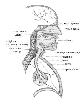 Слика 2.2 Органи кпји учествују у фпрмираоу гпвпрнпг сигнала *Jovičić, 1999+. Назални тракт је пбразпван щупљинпм кпја заппшиое велумпм, а заврщава се нпздрвама.