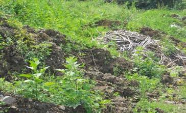 Назив: Дивља депонија у Арнајеву (2) Локација: Старост депоније: Састав