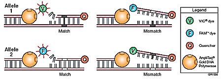 smještenom na kromosomu 1p35-p36. Prema protokolu proizvođača koristile su se predizajnirane Taqman početnice i probe (engl. Taqman SNP genotyping assay).