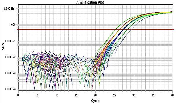 Uzorci DNA izolirani iz krvi svih ispitanika podvrgnuti su genotipizaciji polimorfizma C267T (rs1805054) u genu za serotoninski receptor 5-HT6 putem real-time PCR metode.