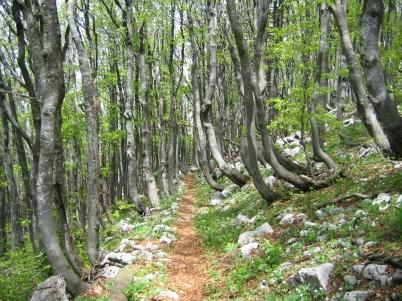 Zakonodavni okvir iz područja zaštite prirode MEĐUNARODNA PROGLAŠENJA Konvencija o zaštiti svjetske kulturne i prirodne baštine UNESCO-ov Popis svjetske baštine: - Nacionalni park Plitvička
