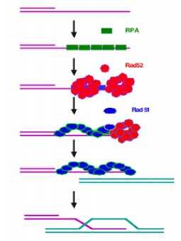 Uvod 1.2.2. Uloga Rad51 i njegovih paraloga u stanici Protein Rad51 je ključni protein u procesu homologne rekombinacije kod eukariota.