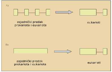Uvod Slika 6. Introni-prije (A) i introni-poslije (B) hipoteza. Preuzeto od Rogozin i sur. 2003. Tako je glavni mehanizam evolucije introna: gubitak ili pojava novih introna.