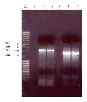 Rezultati Uzorci u jažicama dva i tri nastali su umnažanjem genomske DNA pomoću početnica fw1 i rv i dobiveni su fragmenti veličine 1500 pb.