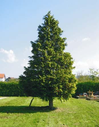 stazu, fotografija: Poje, 2006.