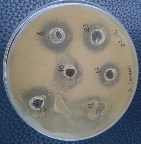 ploče sa BMK. Petri ploče su inkubirane 24 h na temperaturi od 30 C, nakon čega su lenjirom očitavane zone inhibicije (Slika 4).