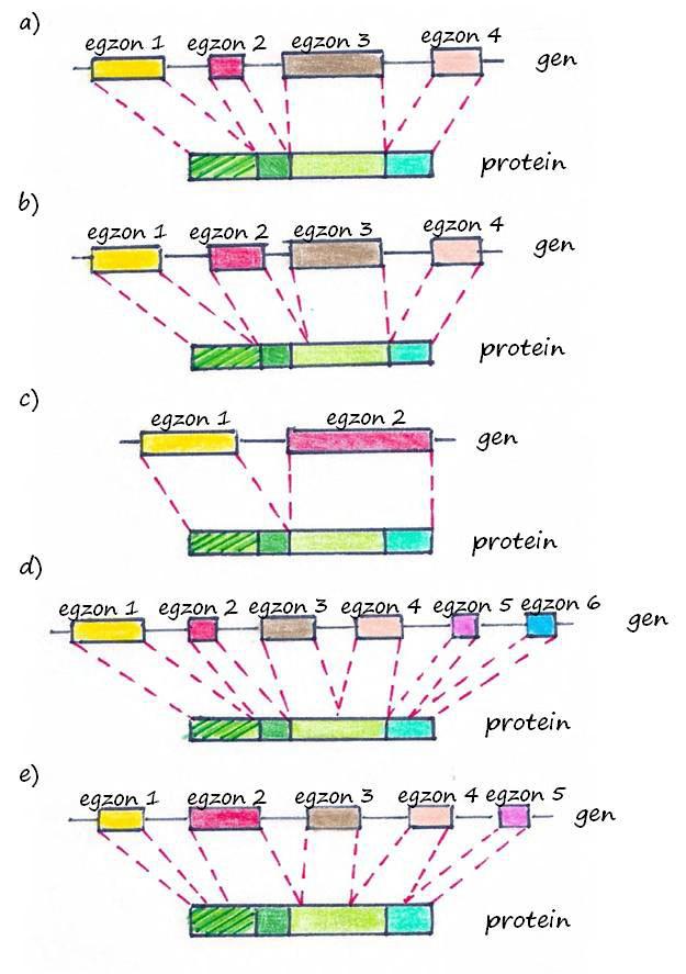 Egzoni i proteinski domeni Domen (oblast, modul) dobro definisan region unutar proteina koji
