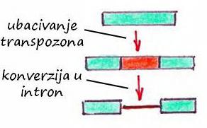 Sticanje introna (1.) Insercija retrotranspozona 1. Retrotranspozoni nemaju signalna mesta za splajsozome 2.