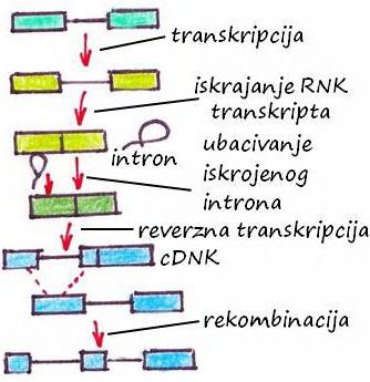 Sticanje introna (2.) Reverzna transkripcija prethodno iskrojenog introna (intronska transpozicija ili reverzno iskrajanje) 1.
