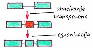 Sticanje introna (4.) Cepanje introna (egzonizacija intronskih nizova) 1. U intronu postoji ME sa signalima iskrajanja (u antisens orijentaciji; često kod Alu elemenata) 2.
