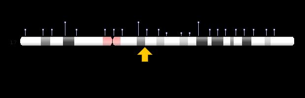 Slika 2.1. Lokalizacija gena HER-2/neu na dugom kraku(q) kromosoma 17, pozicija 12 Izvor: ERBB2- erb-b2 receptor tyrosine kinase 2-Genetics Home References https://ghr.nlm.nih.