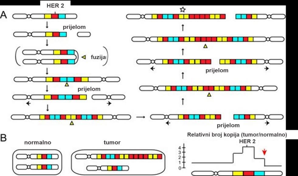 2.1.2. Amplifikacija gena HER-2/neu Genska amplifikacija (pojačanje) definira se kao povećanje broja kopija gena u određenoj regiji kromosoma.
