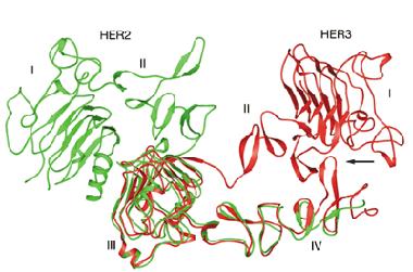 Izvor: Roskoski R (2004) The ErbB/HER receptor protein-tyrosine kinases and cancer.