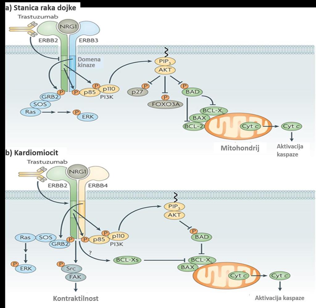 Slika 2.26. Usporedba HER2 signalizacije i trastuzumabom uzrokovane inhibicije u stanicama raka dojke i kardiomiocitima.