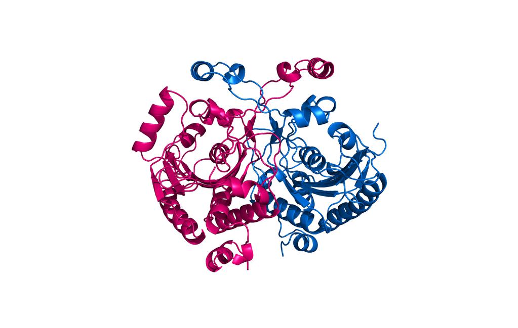 strukture (Ivić i sur., neobjavljeno). Potvrđeno je da se radi o homodimeru koji je homolog katalitičke domene te koji ne posjeduje N-terminalnu trna-veznu domenu (Slika 10.). Sama katalitička domena izgrađena je od sedmerolančane β-nabrane ploče okružene α-zavojnicama.