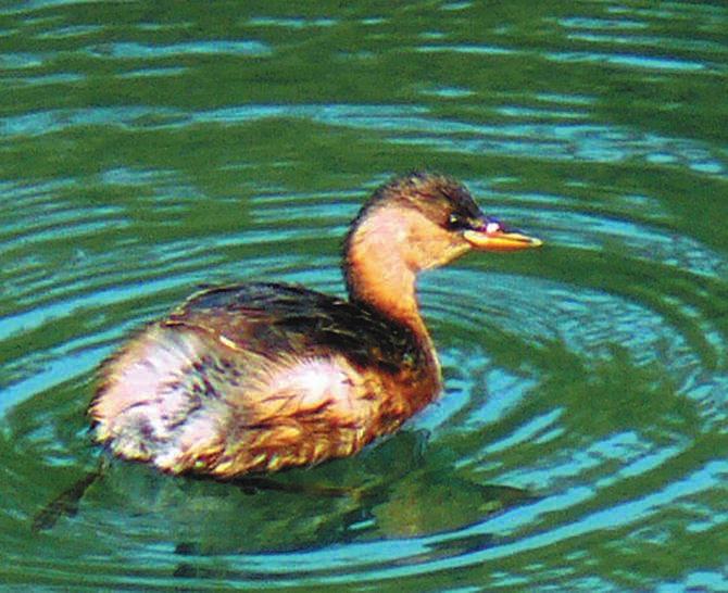 ZA[TITA PRIRODE MALI GNJURAC (Tachybaptus ruficollis Pall.