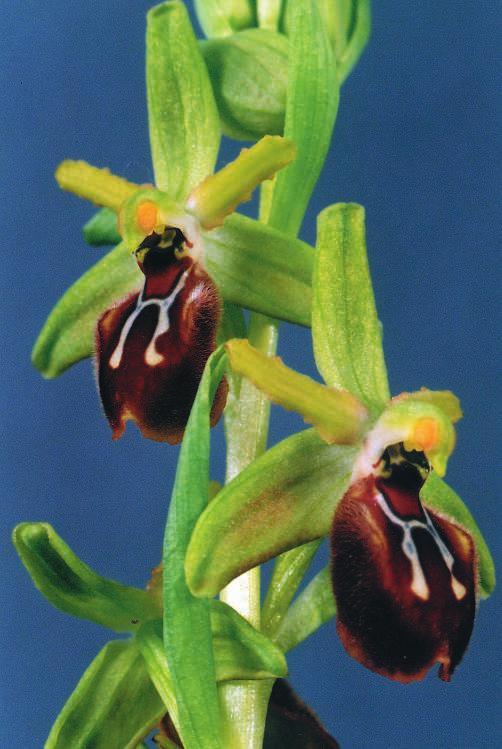 Ponajprije tu obitava za Hrvatsku tek nedavno utvr- ena crnogorska kokica (Ophrys montenegrina) s varijabilnim mnogobrojnim primjercima, ~ija visina dose`e do pola metra i s krupnim tamno crvenosme