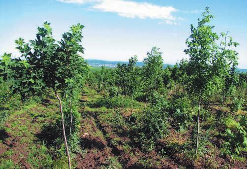 Bagremova sastojina Nakon konverzije bagremove sastojine Drugi dan, 19. svibnja 2006. prije podne posjetili smo dio od 1800 ha {uma kojima gospodari 200 {umovlasnika Urbarialne op}ine Oslip.