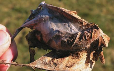 sve zajedno omogu}uje prognozu napada za sljede}u vegetacijsku sezonu.