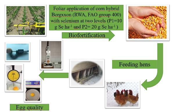 (Agriculture) ORAL PRESENTATION The Increase of Selenium Content in Eggs by the Usage of Biofortified Maize in Hen Mixtures Povećanje sadržaja selena u jajima korištenjem biofortificiranog kukuruza u