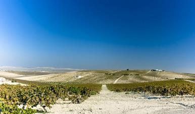 By Ryan Opaz Jerez, izdvojeni raj Ne postoji mjesto na svijetu koje može da proizvede vina poput onih iz Jereza.